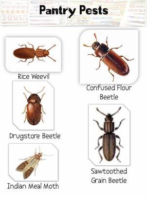 Understanding Common‌ Kitchen Pests and Their Behavior