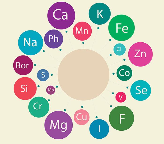 Decoding Micronutrients: Essential Vitamins and Minerals for Vitality