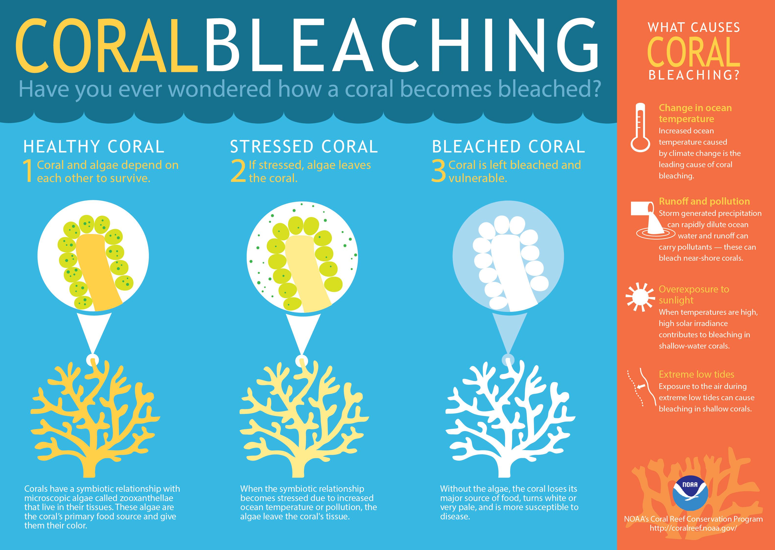 Understanding the Mechanisms Behind Coral Bleaching and Its Consequences