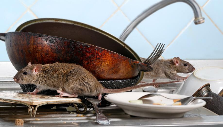 Understanding Common Kitchen Pests and Their Habitats