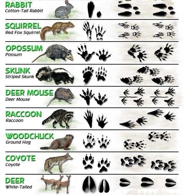 Understanding the Basics of Animal Track Identification