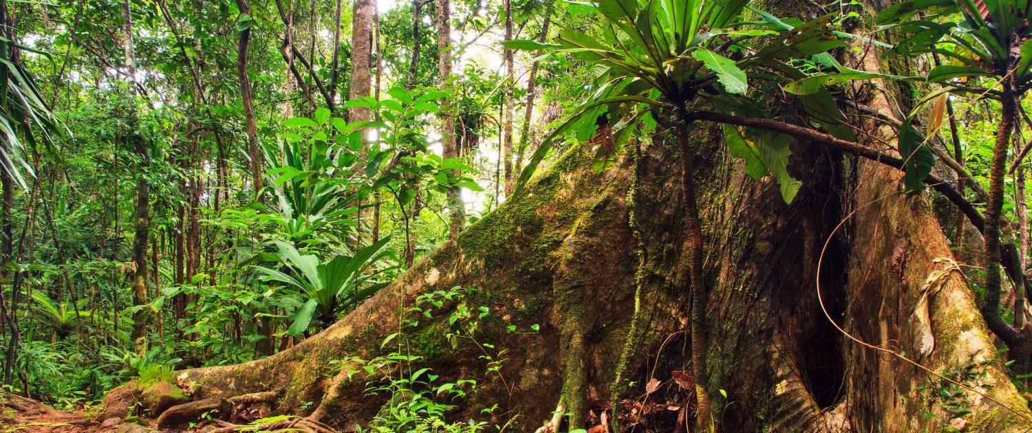 Understanding the Threats Facing Rainforest Biodiversity