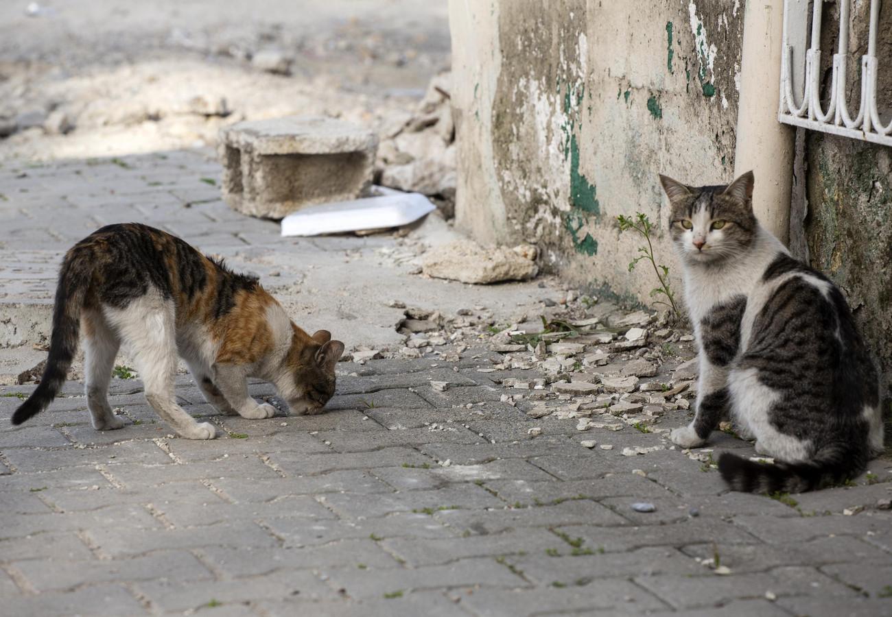 Creating Safe Spaces: How to Shelter and Care for Stray Animals