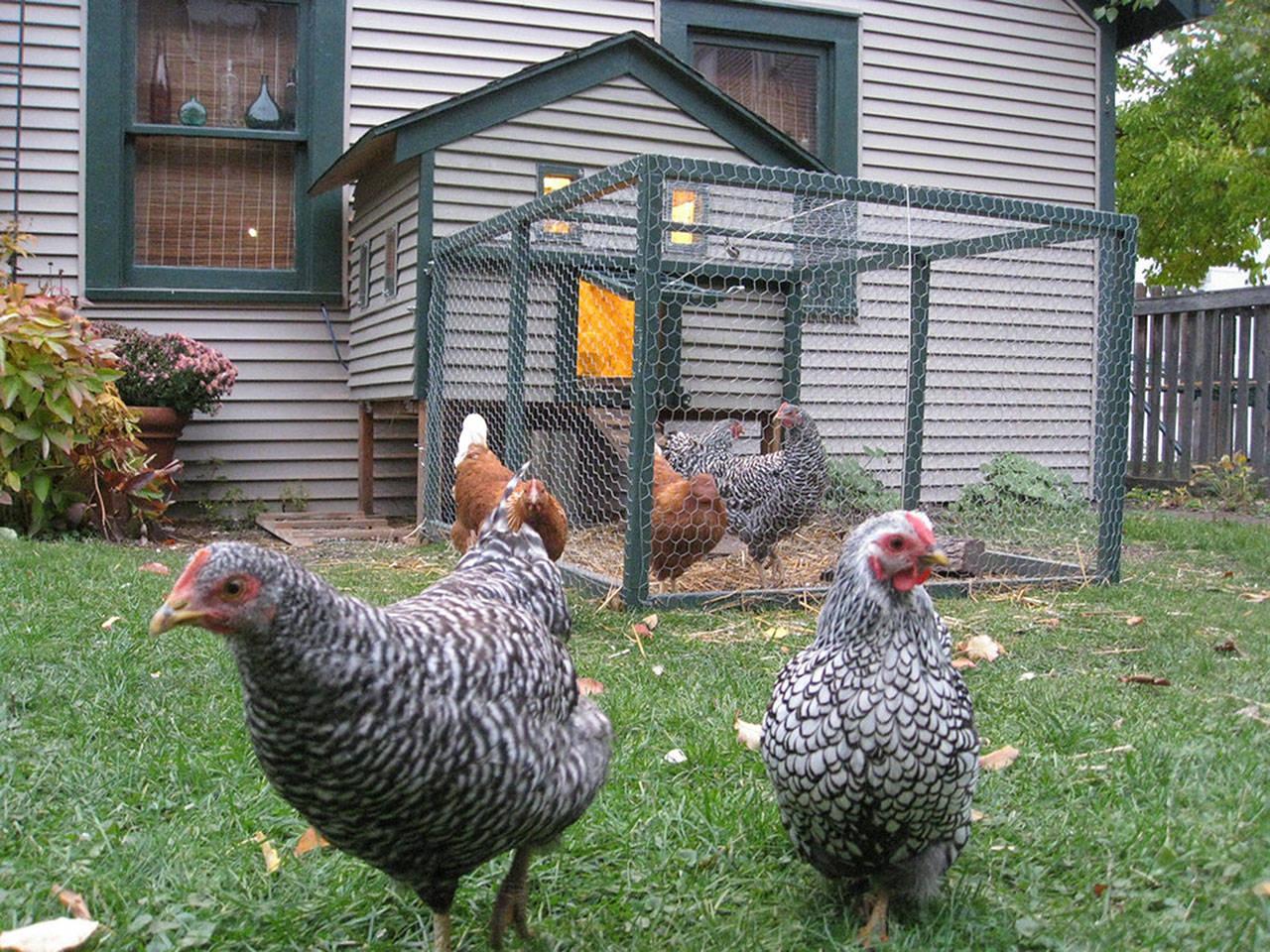 Understanding the Benefits of Raising Backyard Chickens