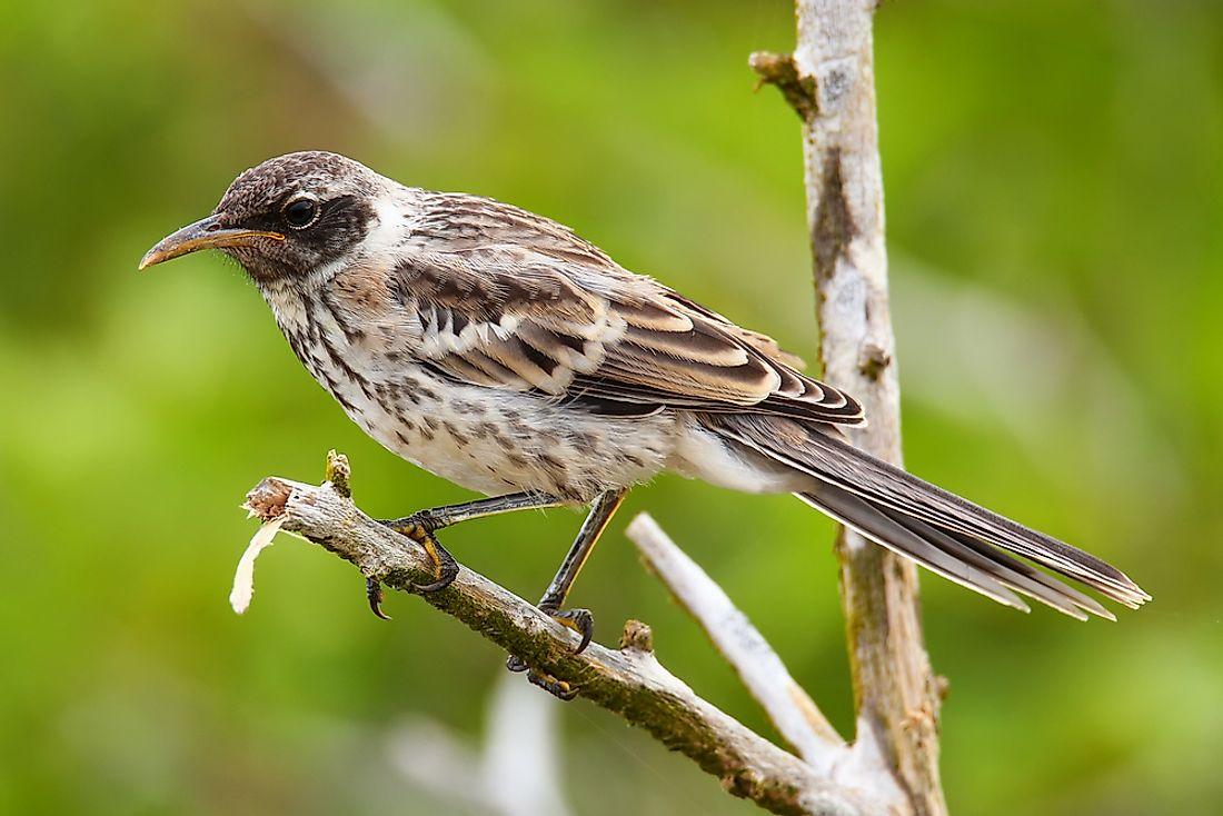 Unveiling the Remarkable Adaptations of Native Species