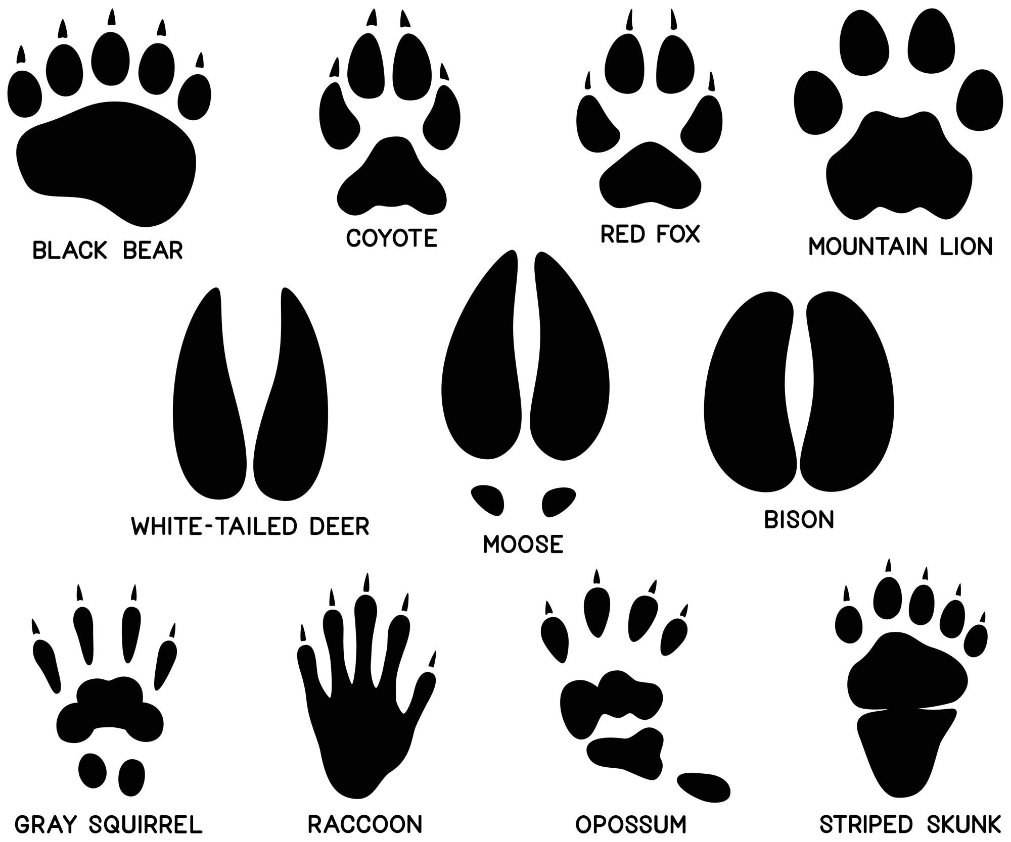 Understanding the Basics of Animal Track Identification