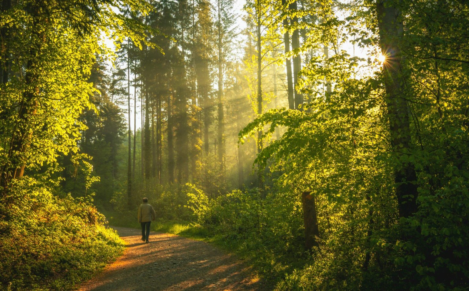 Discover Serenity: Nature Walks to Soothe the Soul