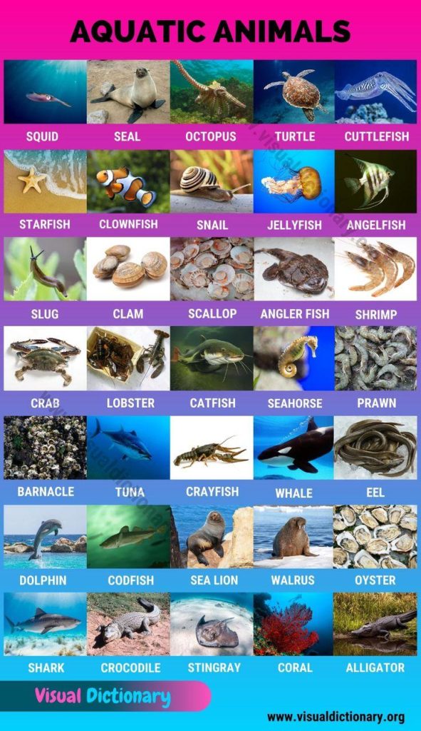 Exploring Aquatic Animals and Their Diverse Habitats