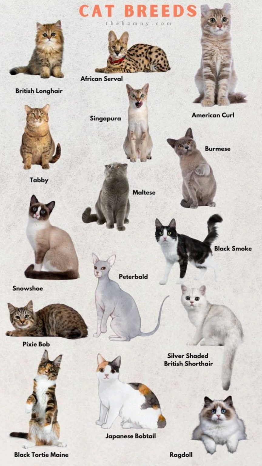 Exploring the Personalities of Various Cat Breeds