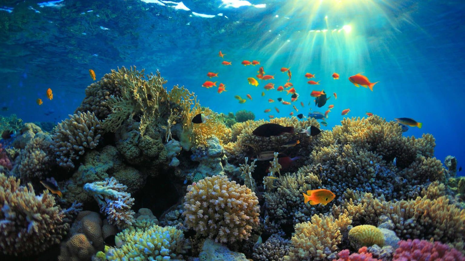 Discovering the Hidden Treasures of Coral Reefs Discovering the Hidden Treasures of Coral Reefs