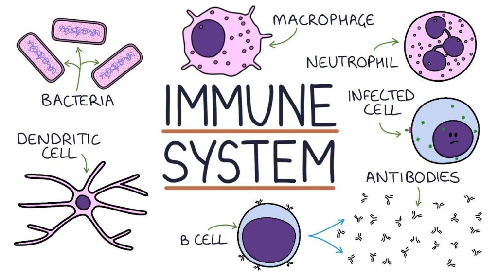 Effective Strategies to Strengthen Your Immune System Today Effective Strategies to Strengthen Your Immune System Today
