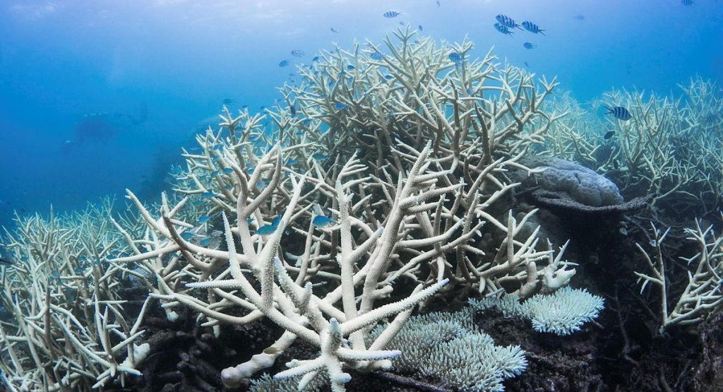 Underwater Woes: The Ripple Effects of Coral Bleaching Underwater Woes: The Ripple Effects of Coral Bleaching