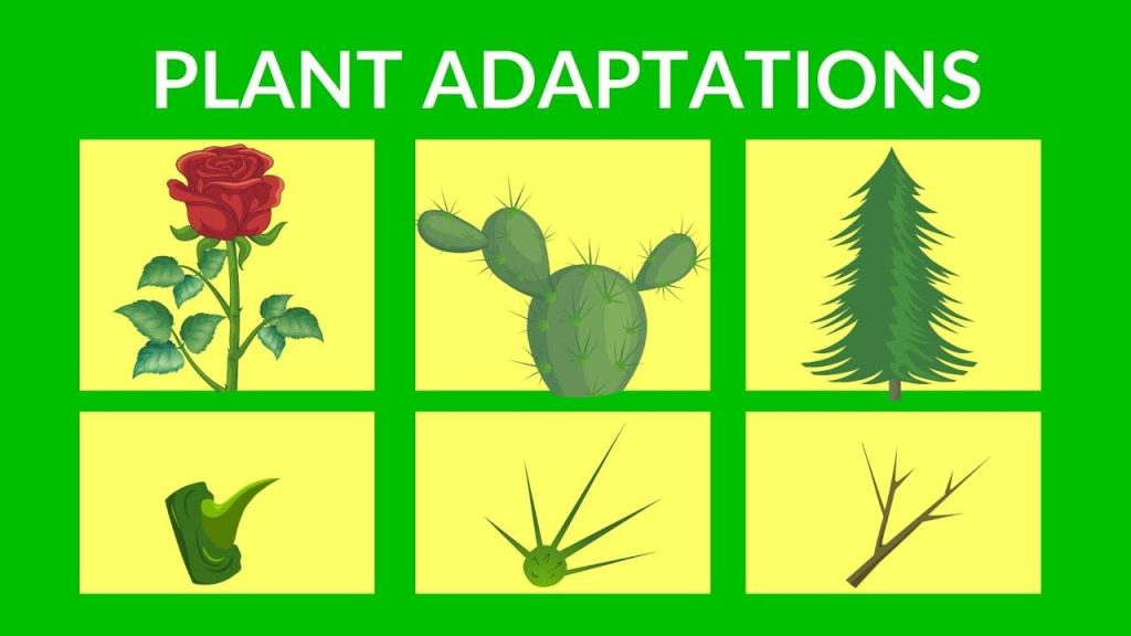 Green Survivors: Nature’s Ingenious Plant Adaptations