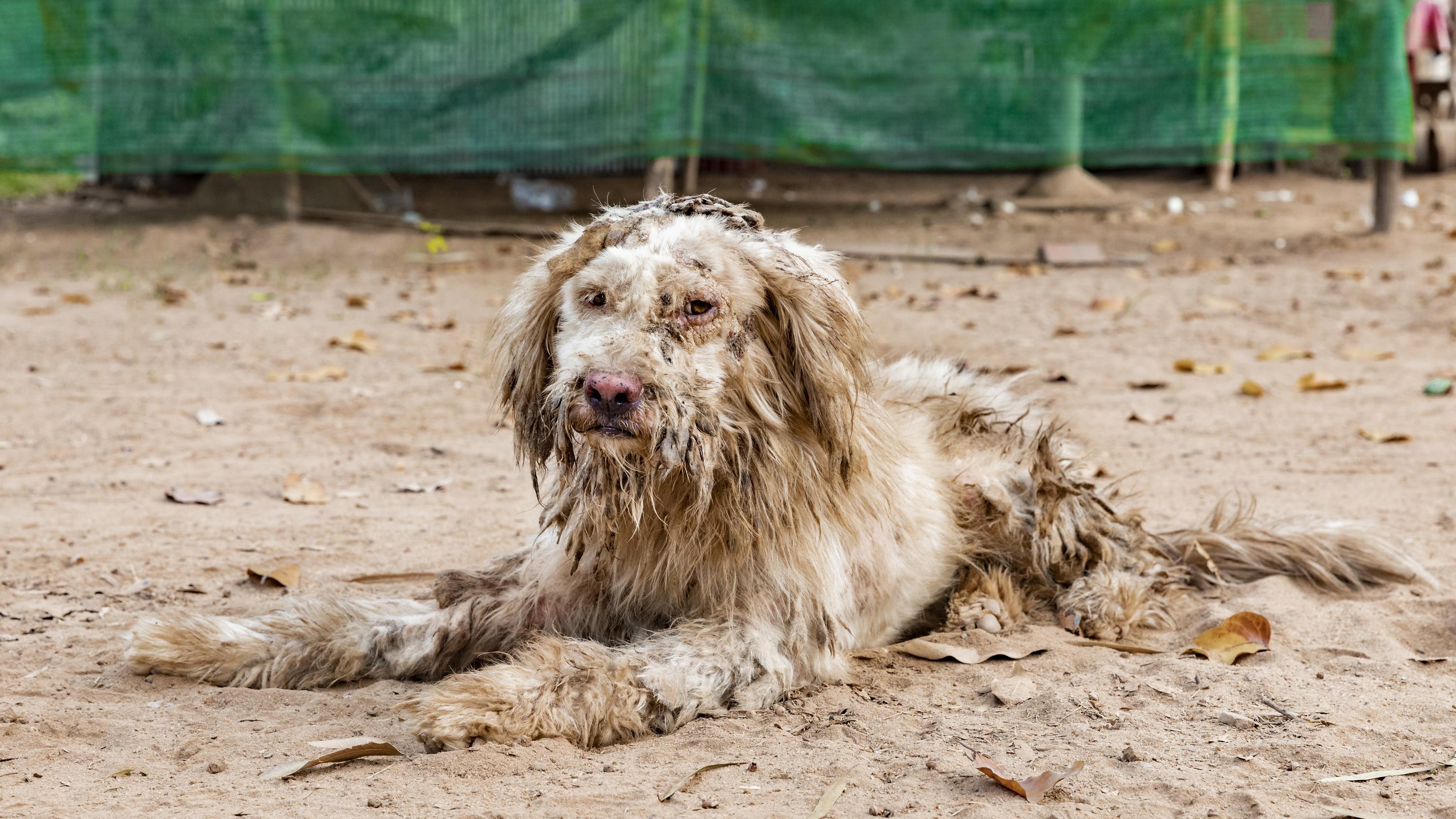 Understanding the Plight of Stray Animals and Their Needs