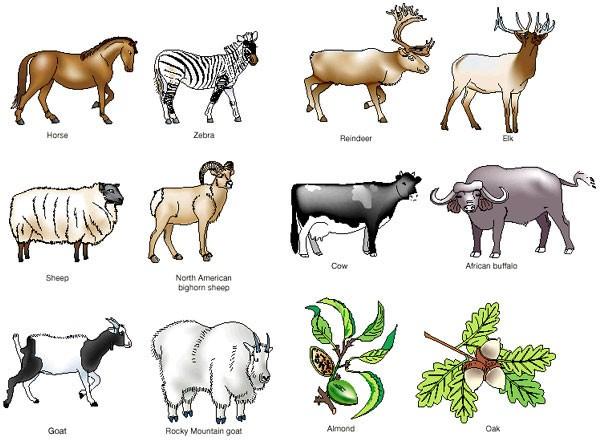 The Origins of Domestication and Its Impact on Human Societies