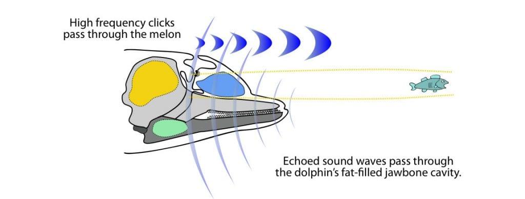 Understanding the Complex Communication Systems of Dolphins