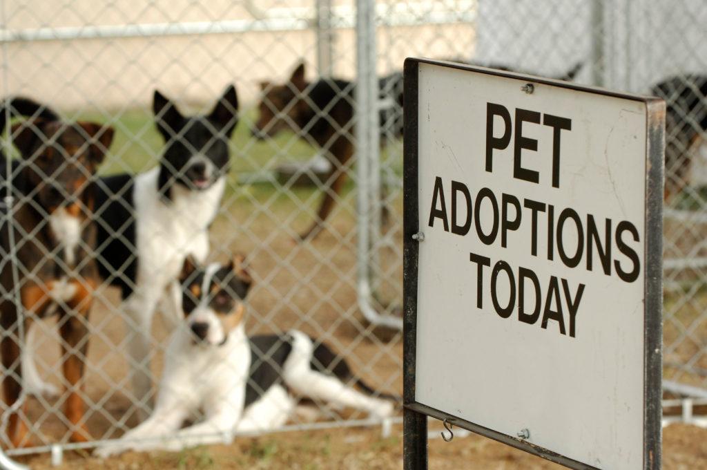 Understanding the Unique Needs of Animal Shelters