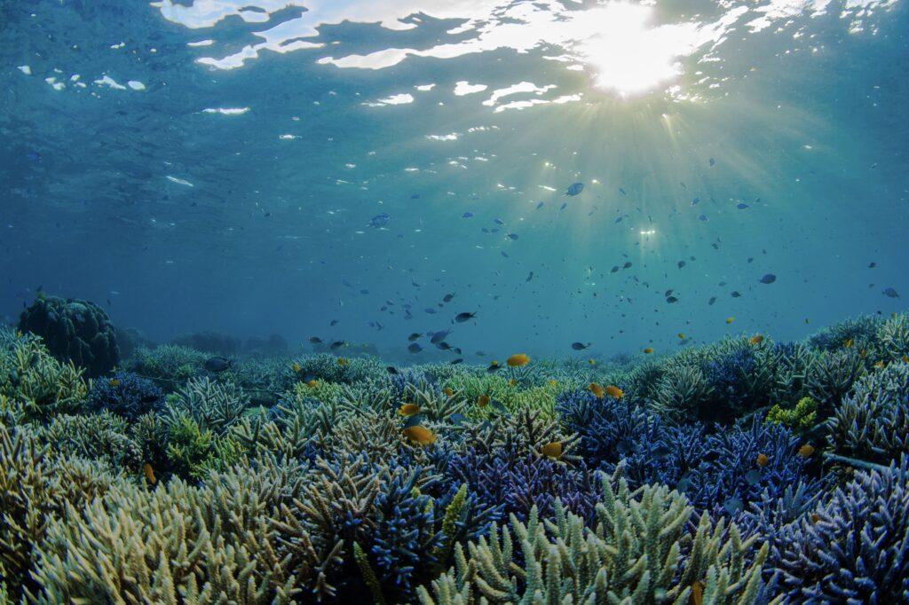 Investigating Coral Reefs and the Unique Species They Support