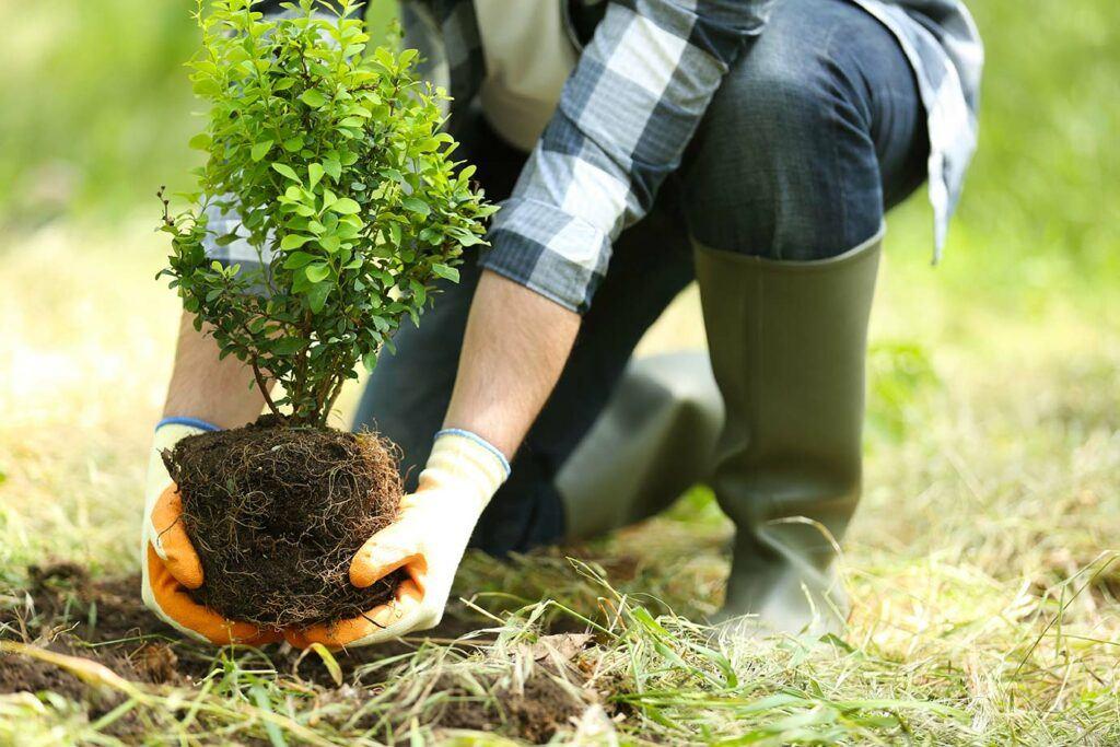 The Environmental Impact of Tree Planting Initiatives