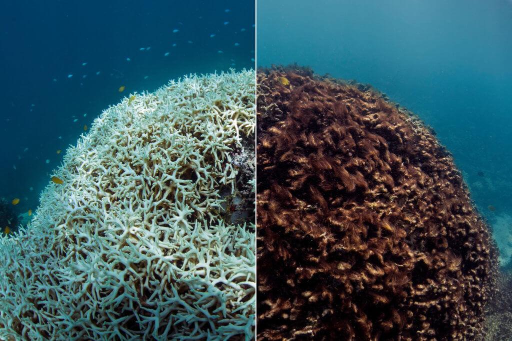 The Biodiversity Crisis: How Coral Bleaching Disrupts Marine Life