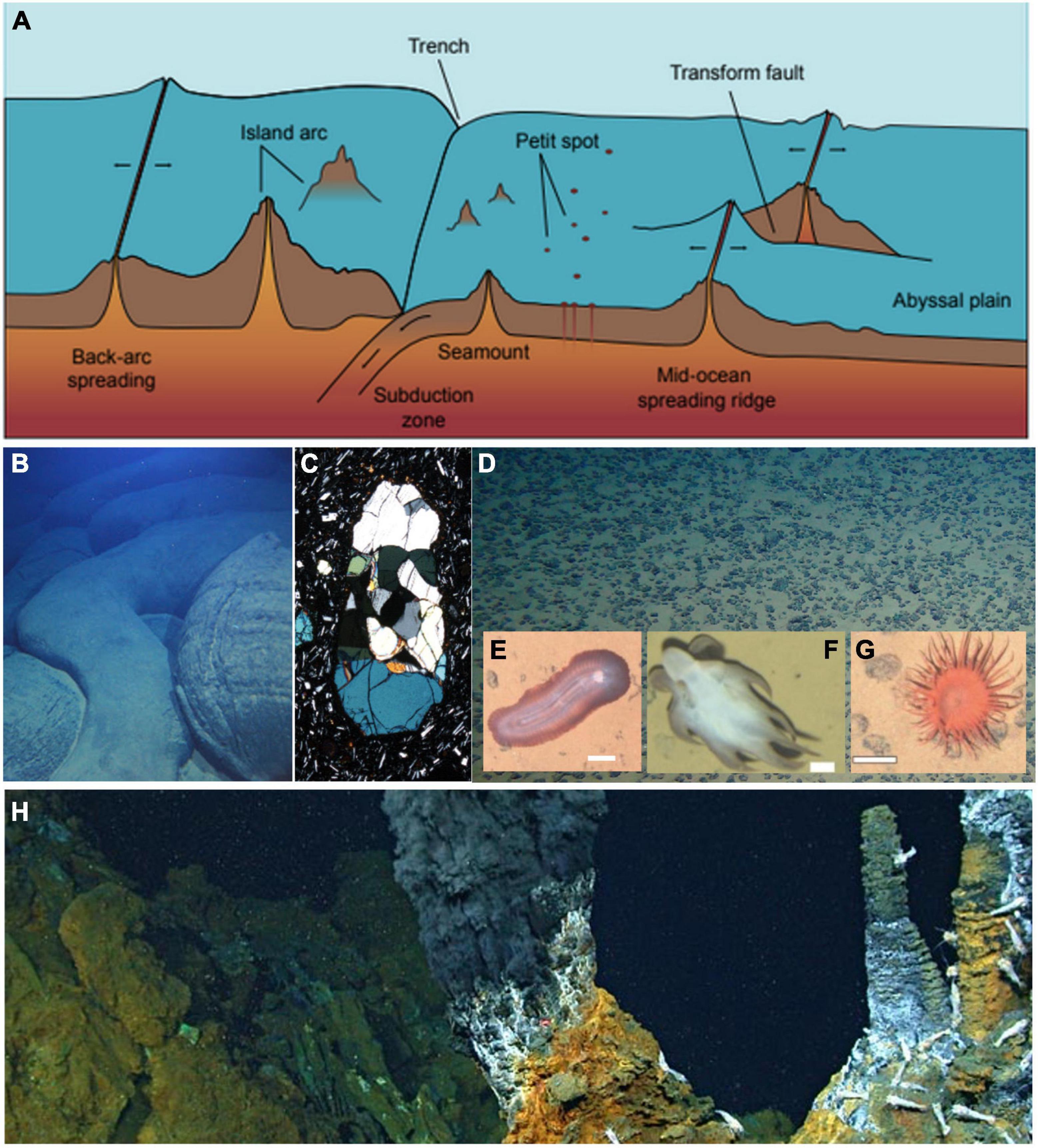 The Ecosystem of the Abyss: Creatures and Their Adaptations