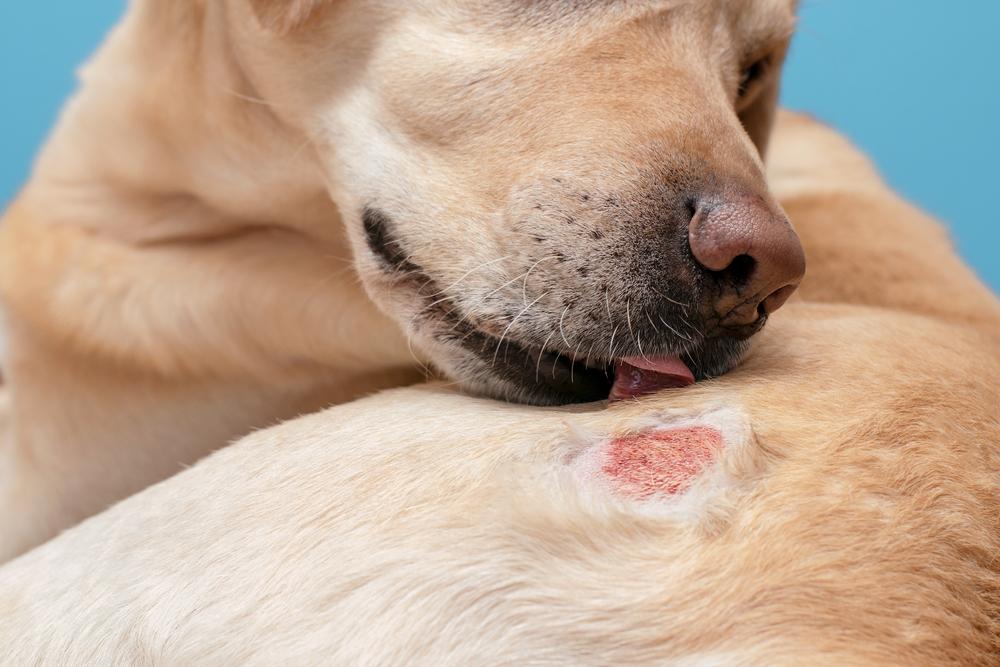 Exploring Common Allergies and Skin Conditions in Pets