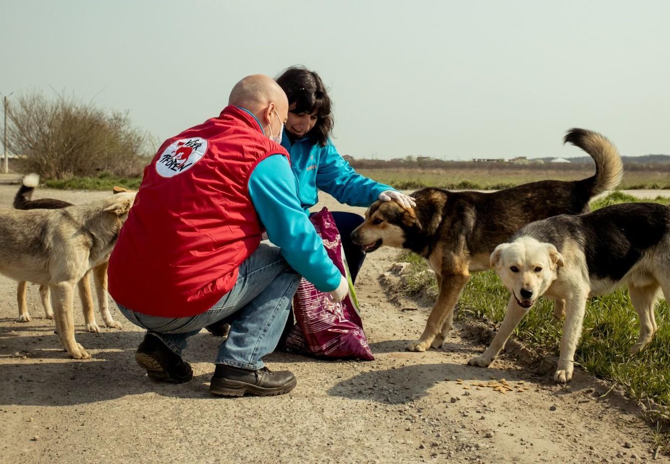 Understanding the Stray⁣ Animal Crisis in Our⁤ Communities