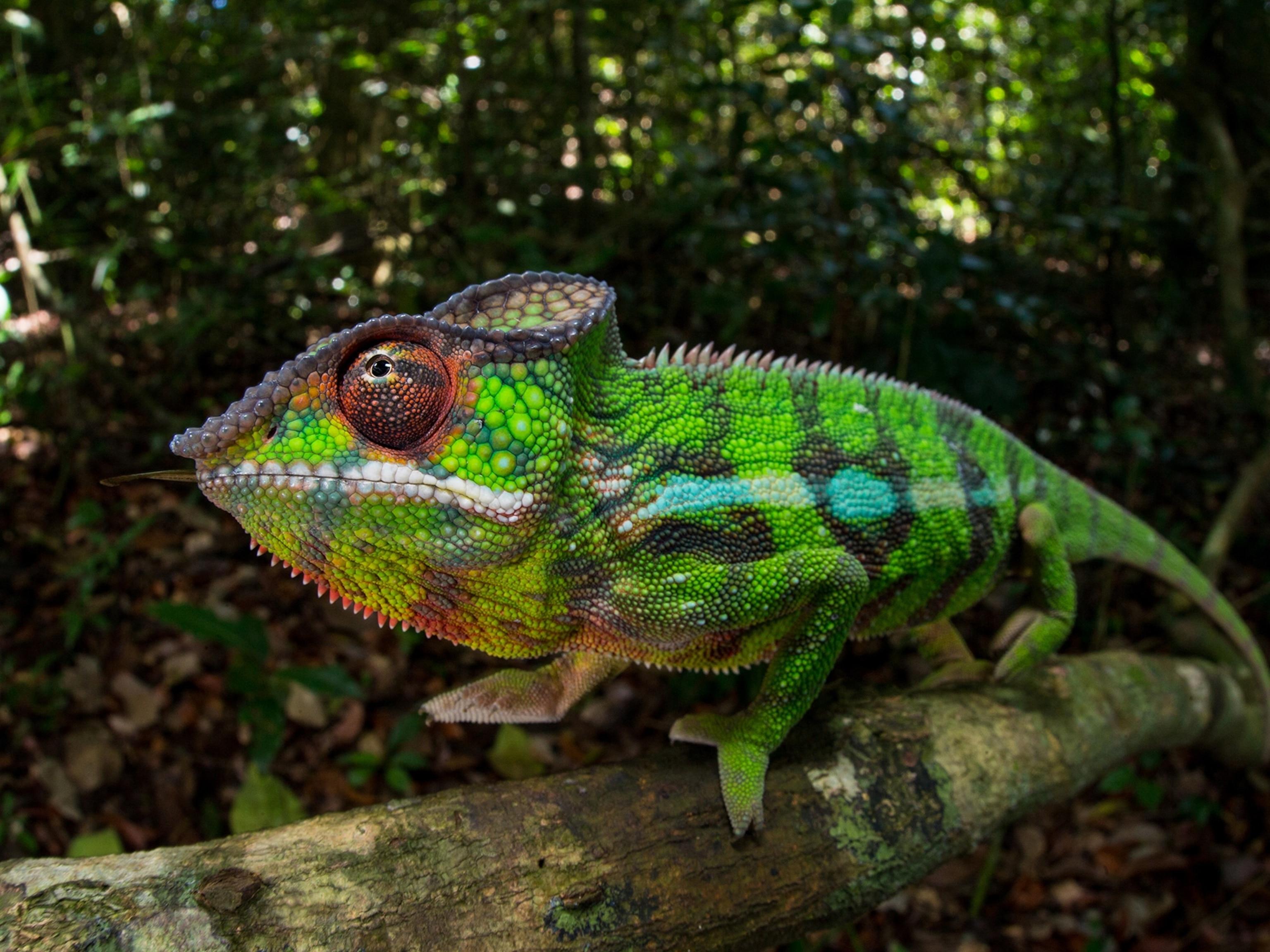 Understanding the Science Behind Color Change in Animals