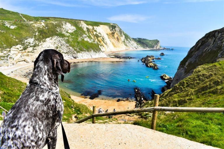 Exploring Dog-Friendly Beaches for Fun in the Sun