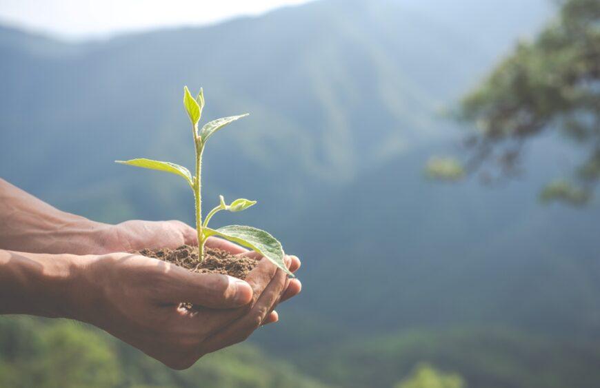 Empowering Communities Through Tree Planting Initiatives