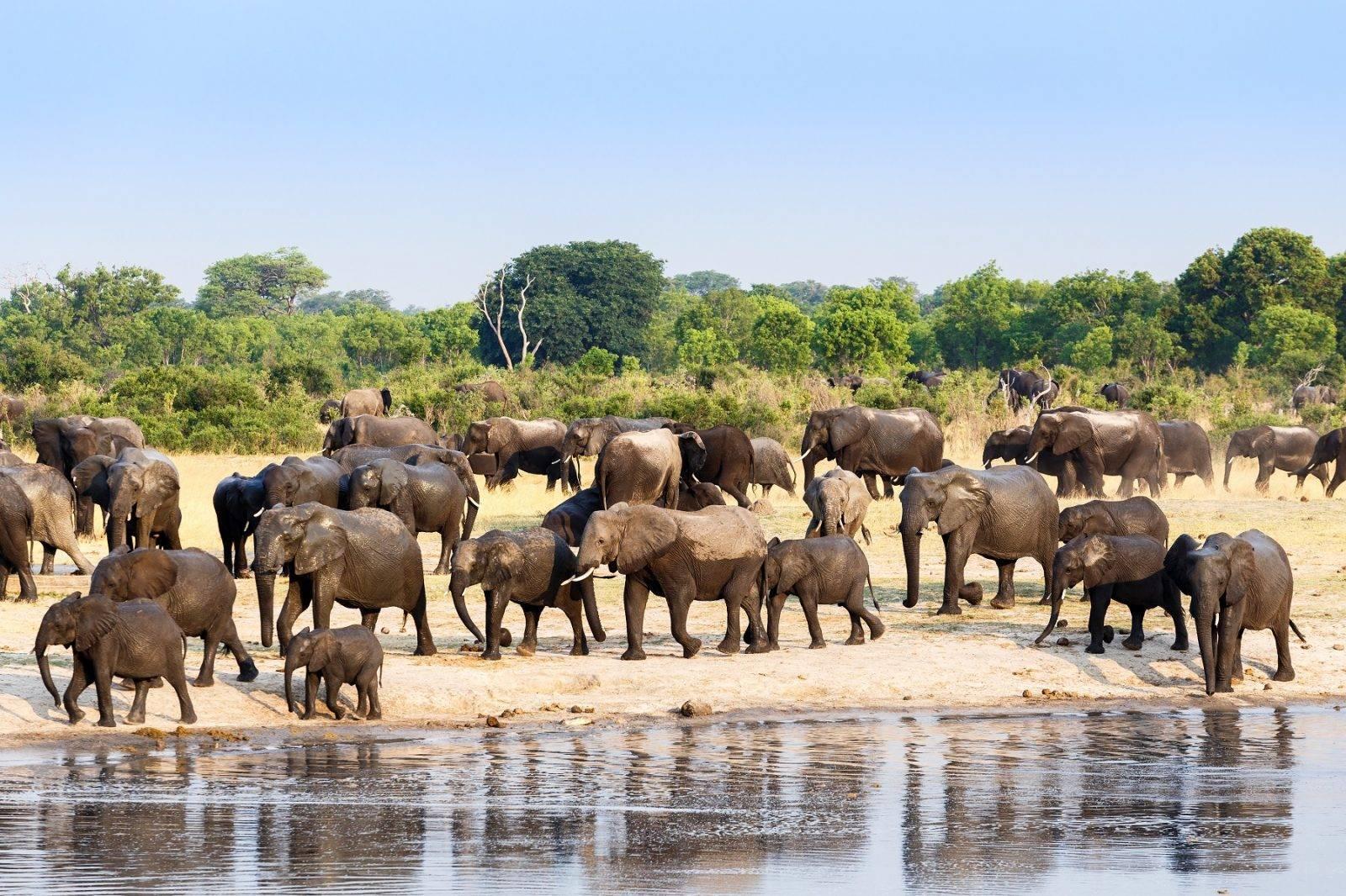 The Role of Family Bonds in Elephant Herd Dynamics