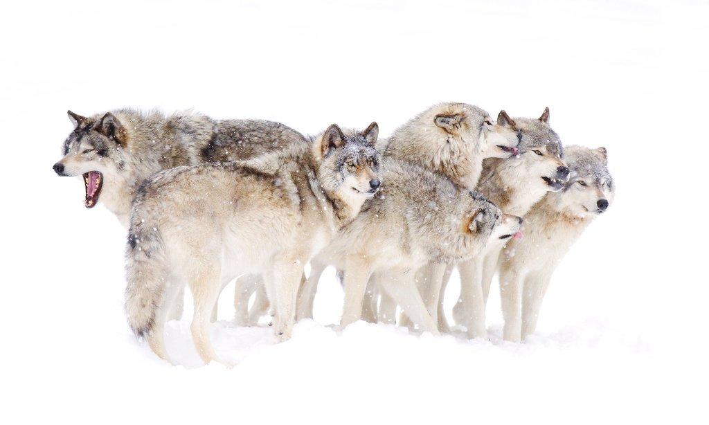 Social Structures and Cooperation: Learning from Pack Mentality and Group Dynamics