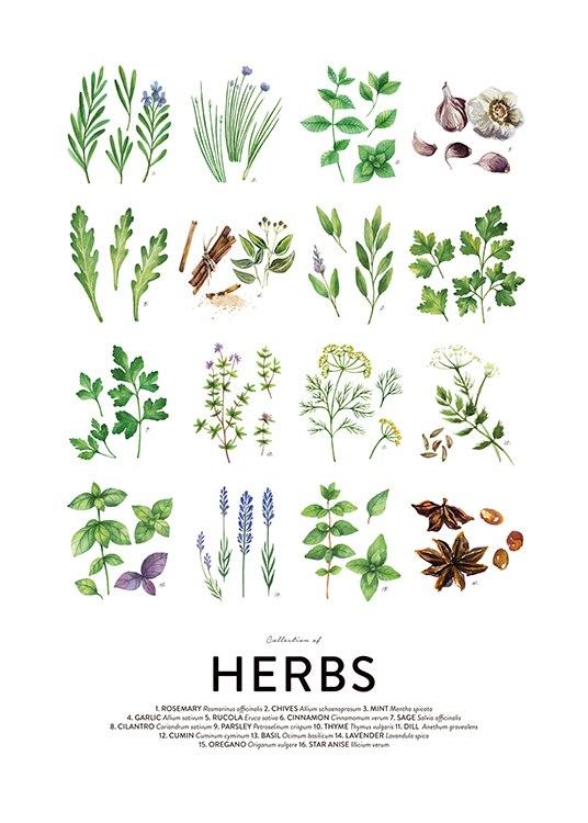 The Healing Power of Herbs: A Dive into Natures Botanic Solutions