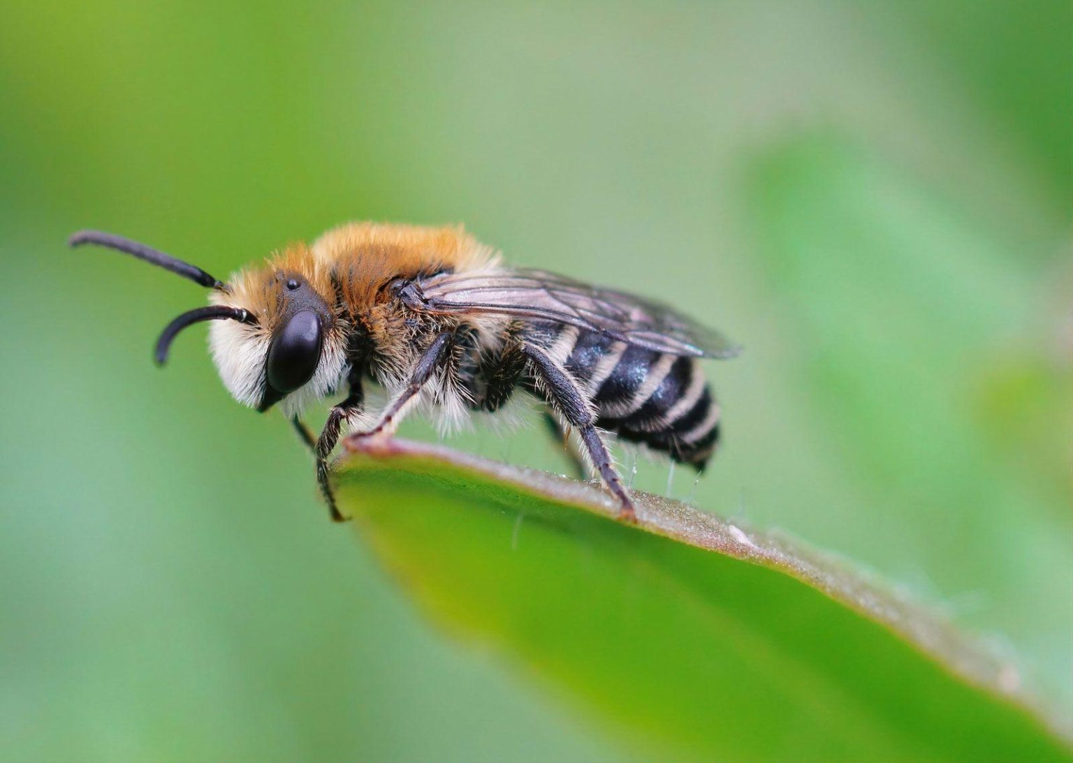 Essential Allies: Understanding the Vital Role of Bees and Pollinators