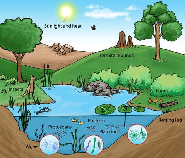 The Silent Struggle of Ecosystems Against Pollution