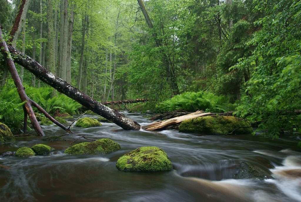 Restorative Realms: How Nature Revives Our Mental Health Restorative Realms: How Nature Revives Our Mental Health