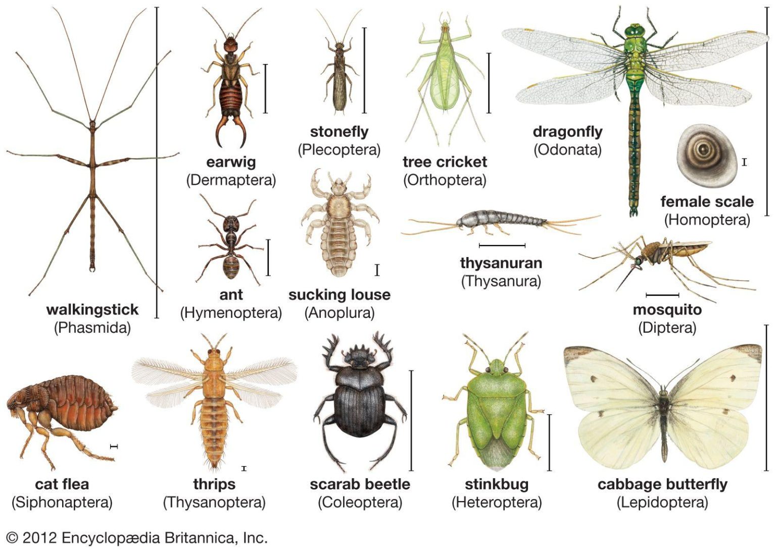 Insects: Nature’s Unsung Heroes of Ecosystem Balance Insects: Nature’s Unsung Heroes of Ecosystem Balance