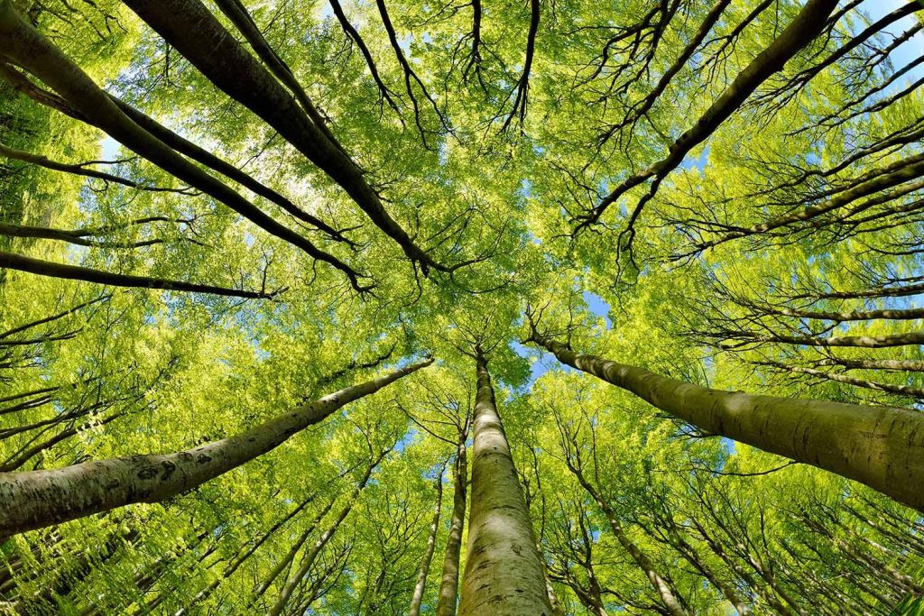 Whispers of the Wild: Exploring the Beauty of Forest Ecosystems Whispers of the Wild: Exploring the Beauty of Forest Ecosystems