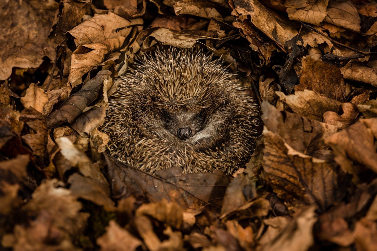Exploring the Intriguing Science Behind Animal Hibernation