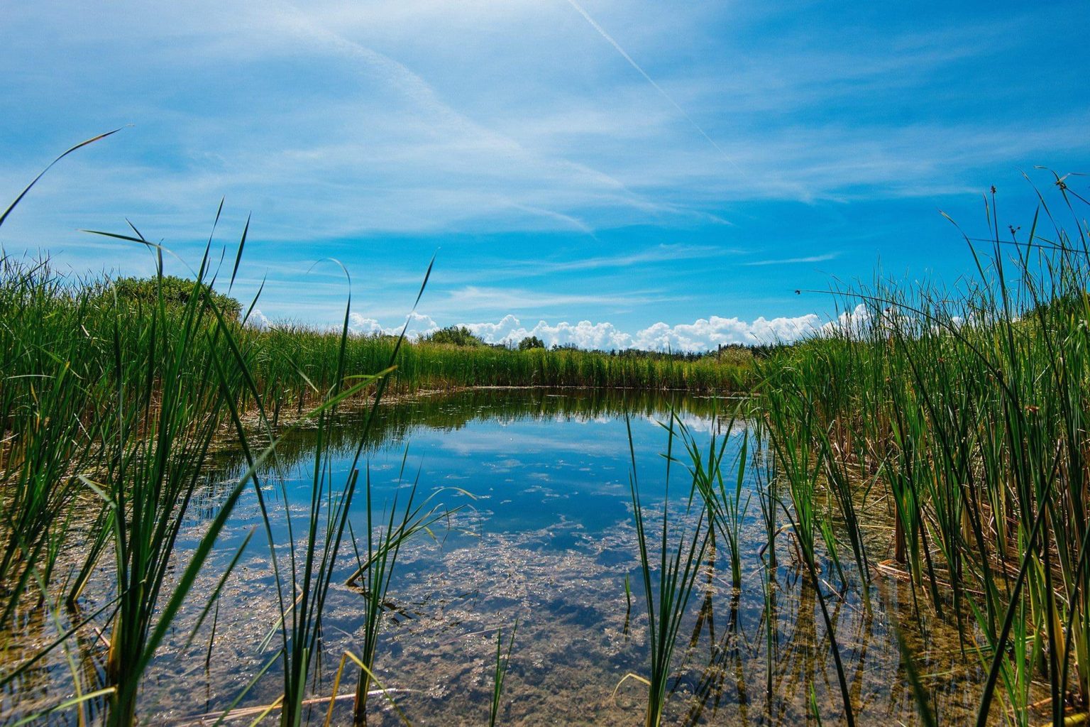 Wetlands: Nature’s Essential Guardians of Ecosystem Balance Wetlands: Nature’s Essential Guardians of Ecosystem Balance