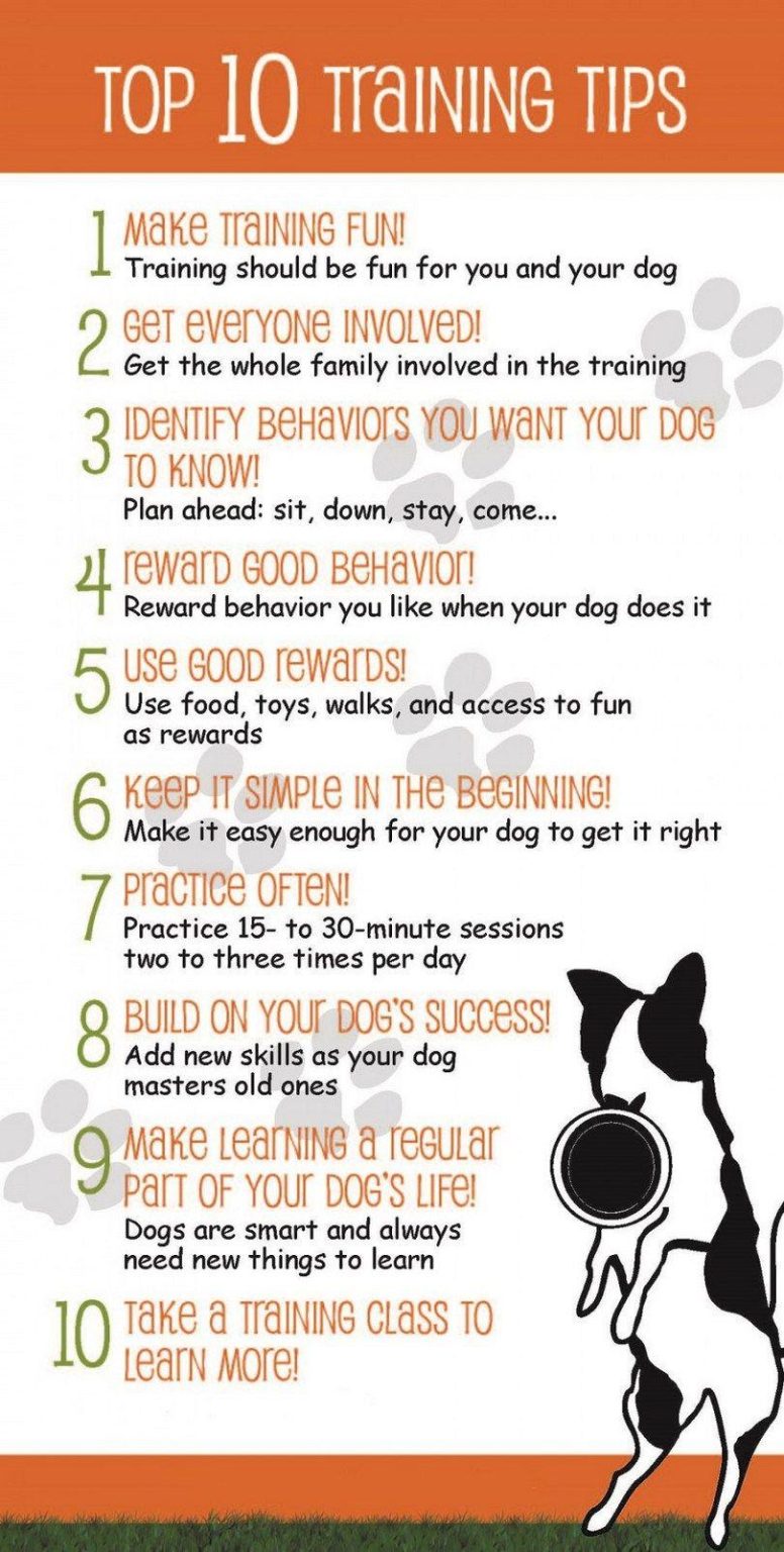 Effective Training Tips to Strengthen Your Bond with Your Dog Effective Training Tips to Strengthen Your Bond with Your Dog