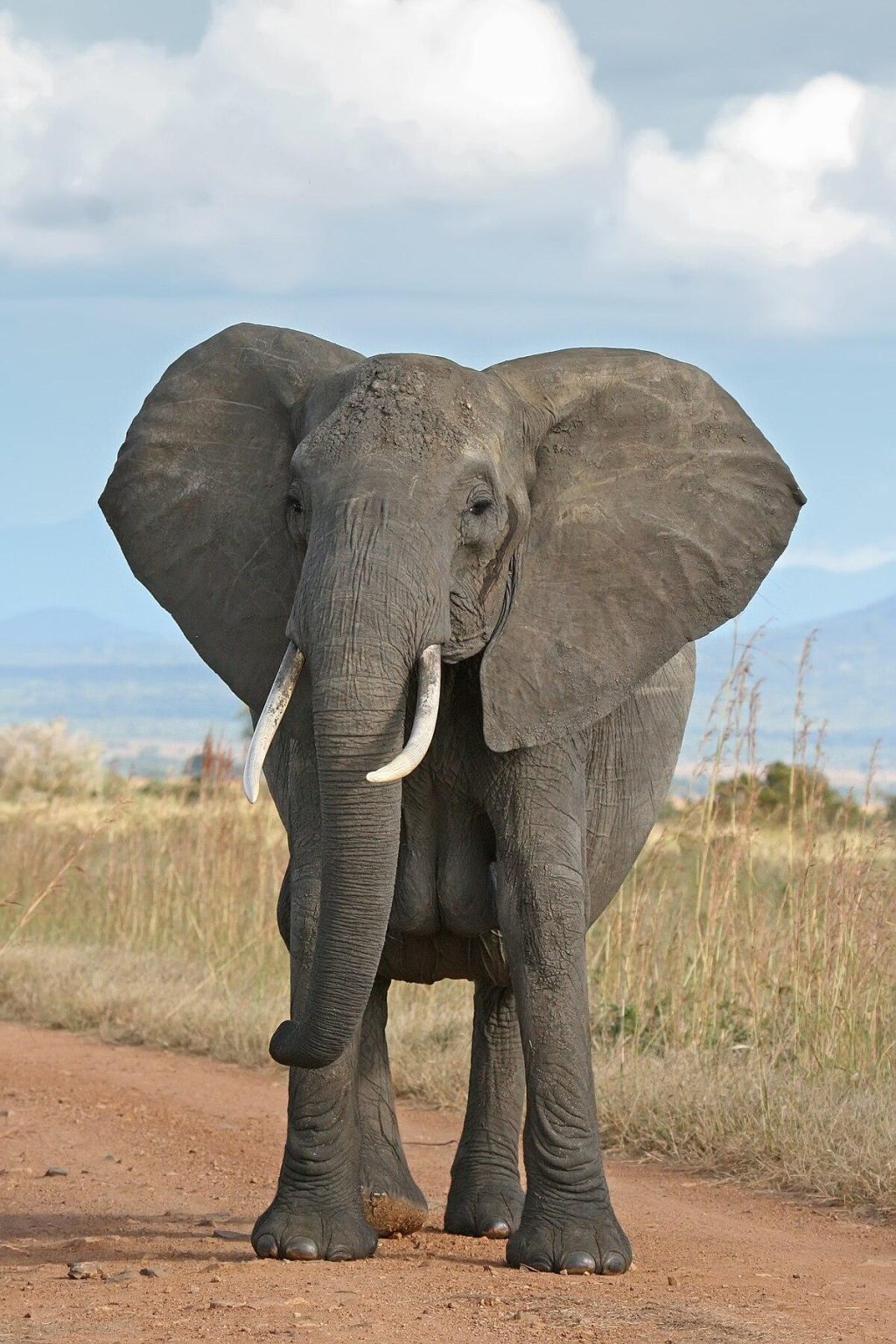 Exploring the Complex Social Lives of Elephants