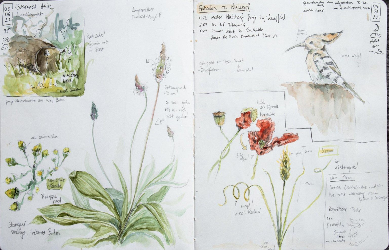 Capturing the Wild: A Guide to Starting Your Nature Journal Capturing the Wild: A Guide to Starting Your Nature Journal