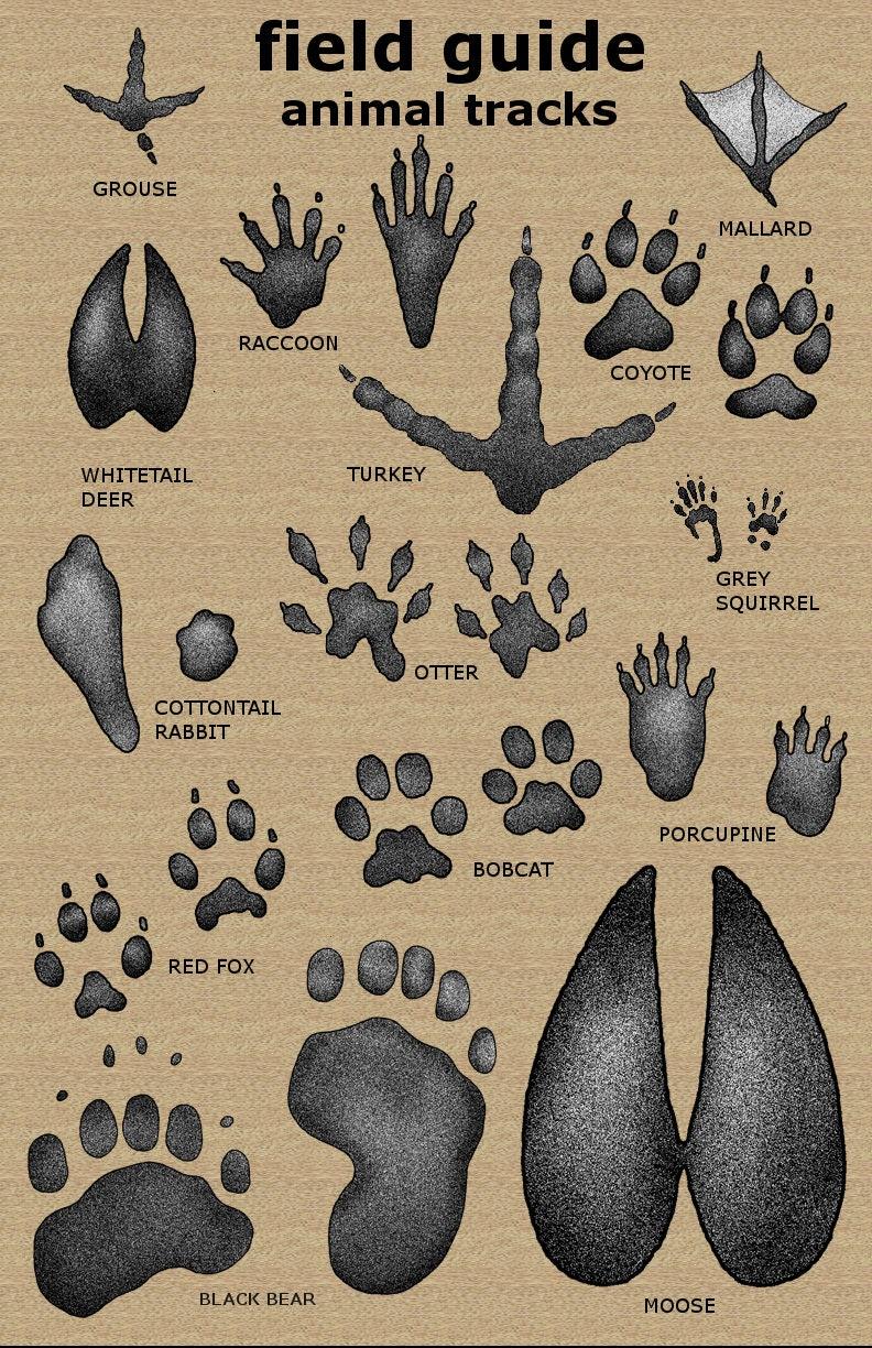 Recognizing Common Animal Tracks in Various Environments