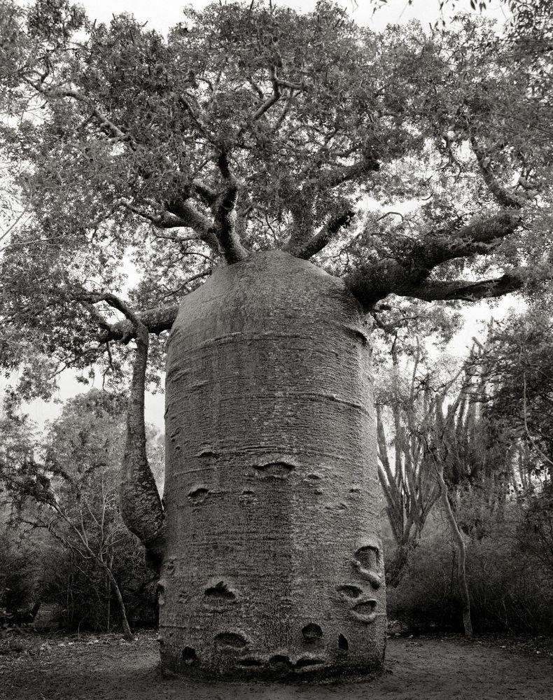 Echoes of the Past: Understanding the Wisdom of Ancient Trees