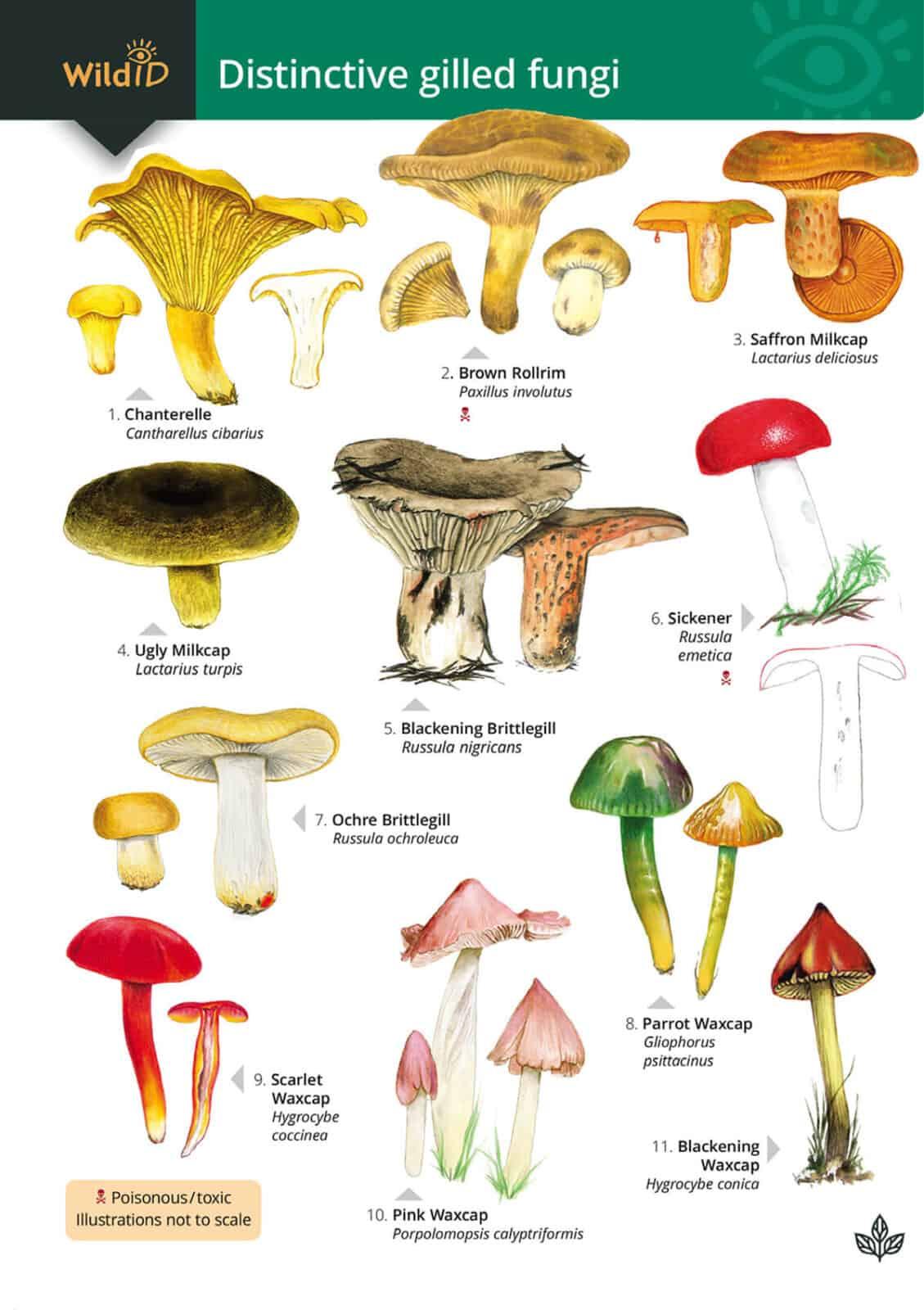 Unveiling the Silent Builders: The Role of Fungi in Ecosystem Architecture