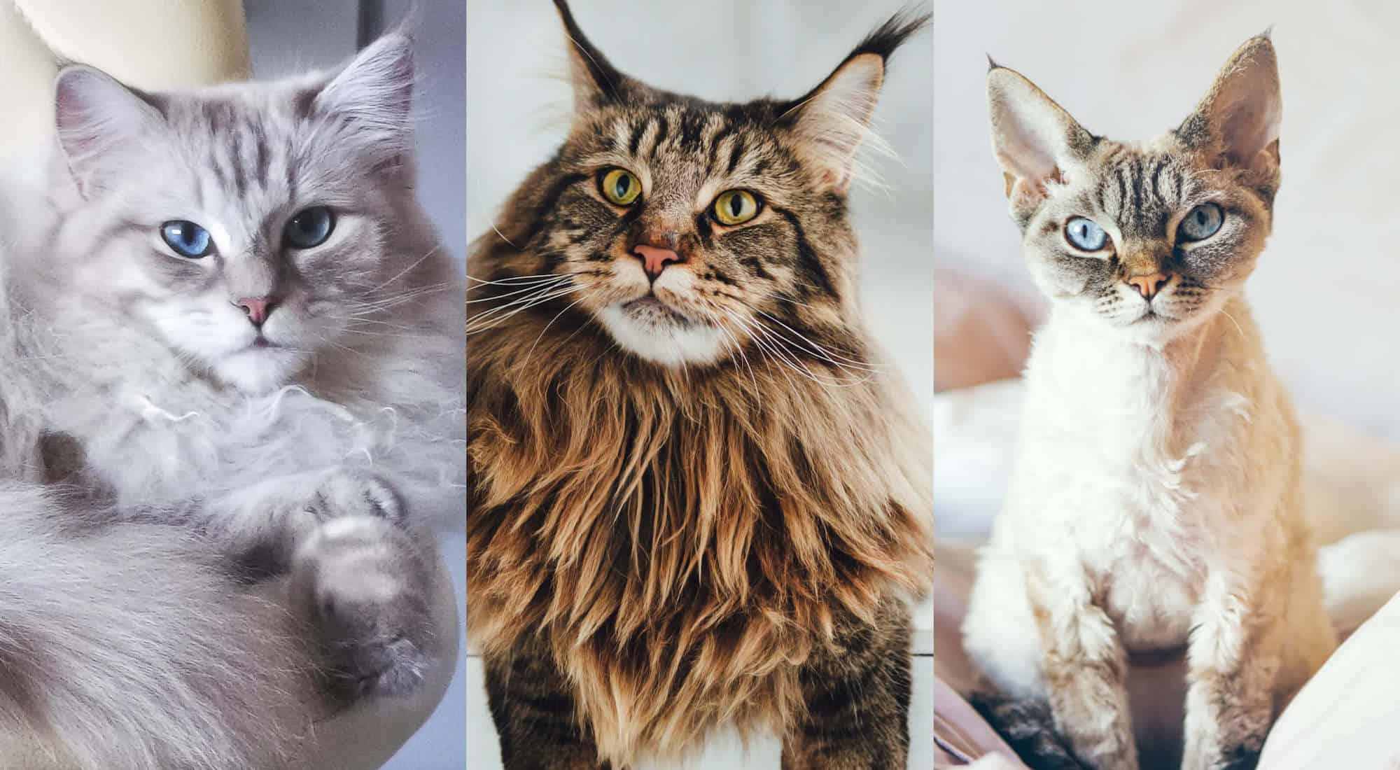 Understanding the Temperaments of Popular Cat Breeds