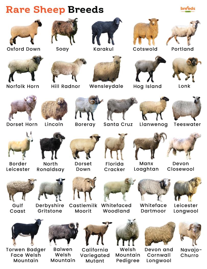 Exploring the Origins and Characteristics of Rare Animal Breeds