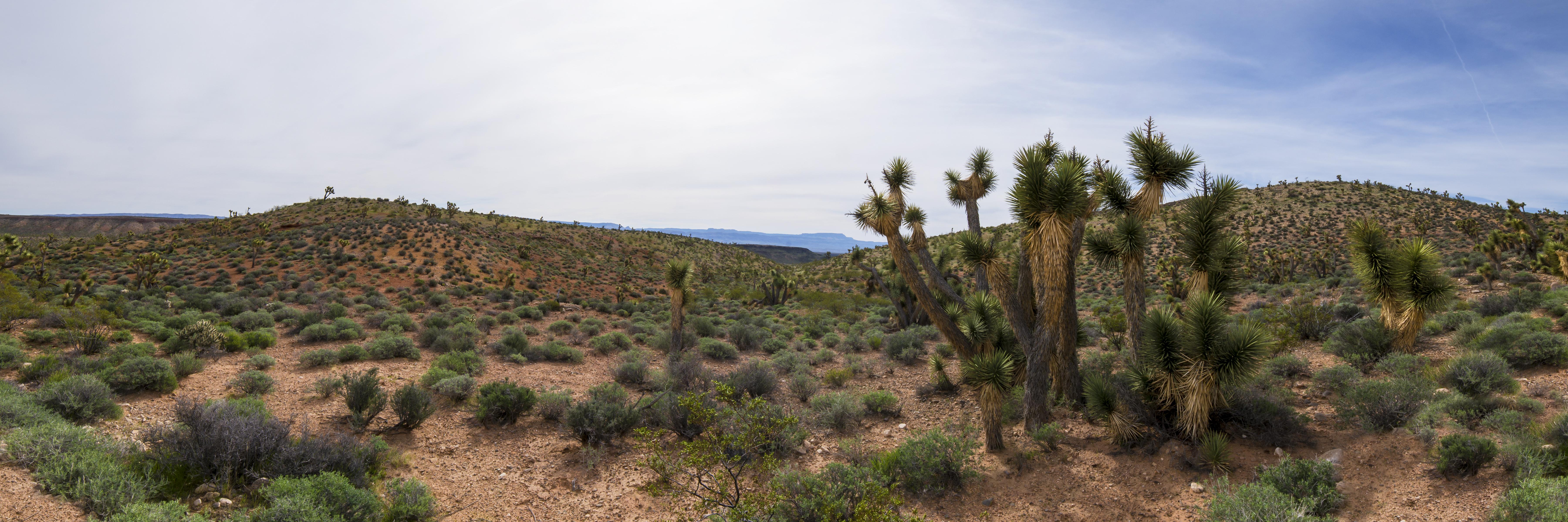 Exploring the Unique Ecosystems of Desert Landscapes