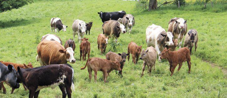 Understanding the Importance of Livestock Diversity in Sustainable Farming